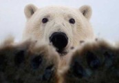 Polar-bear-upclose