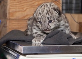 Snow-leopard-babies-assiniboine-park-zoo