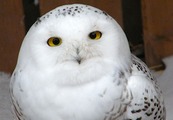 Snowy-owl