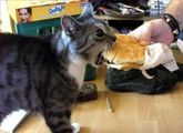 Hamburger_cat