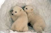 Polar_bear