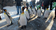 Penguin-walk1