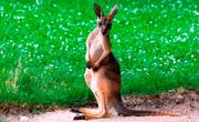 Featured_animal_-_red_kangaroo_3
