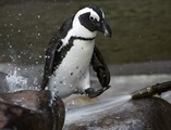 Black_foot_penguin